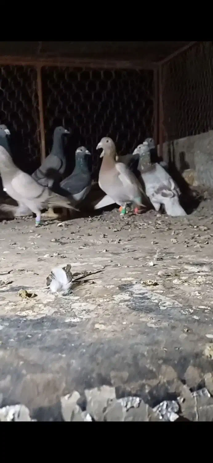 کبوتر|پرنده|فولادشهر, باغشاد|دیوار