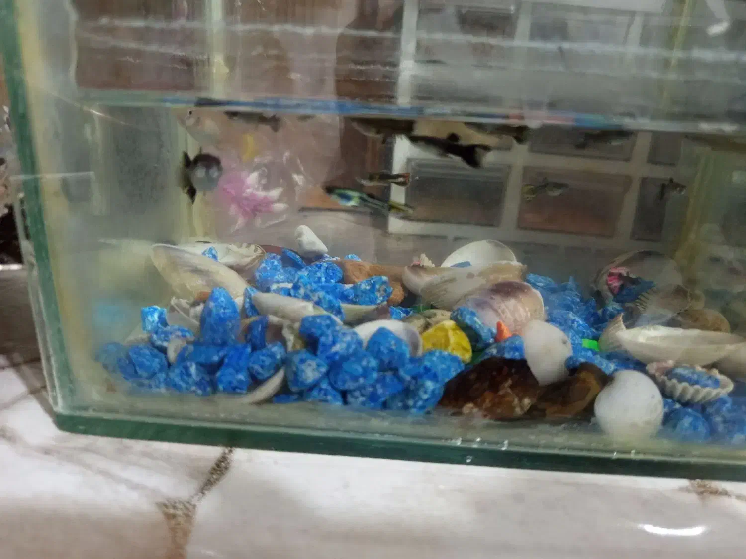 ماهی گوپی|ماهی|چناران, |دیوار