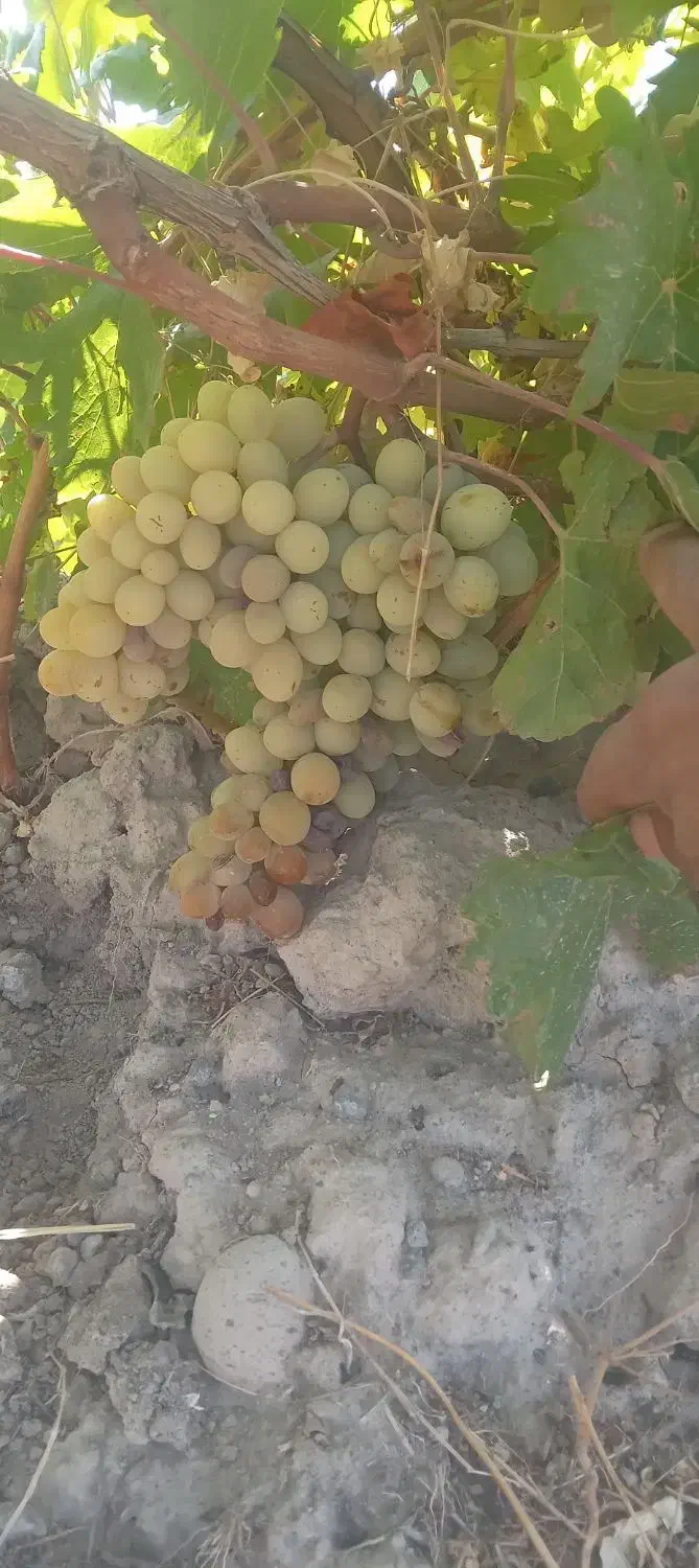 باغ آباد|فروش زمین و ملک کلنگی|مشگین شهر, |دیوار