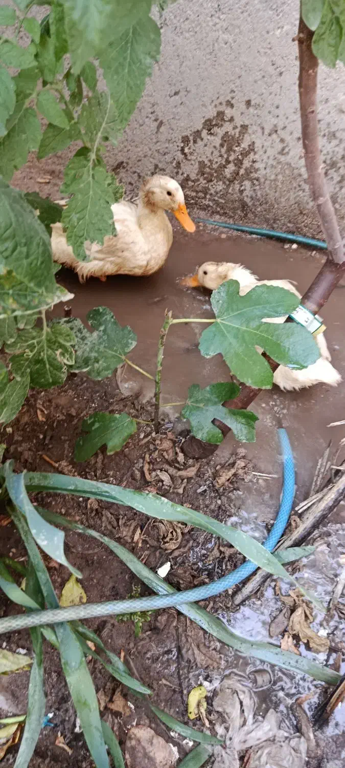 دوتا اردک|حیوانات مزرعه|آبپخش, |دیوار