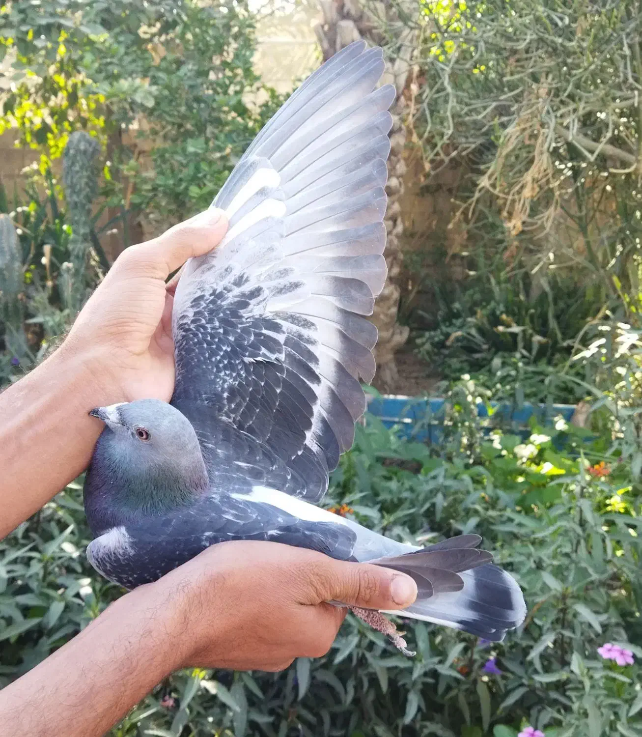 بتنبرگ نر خون خالص هزار نشسته|پرنده|برازجان, |دیوار