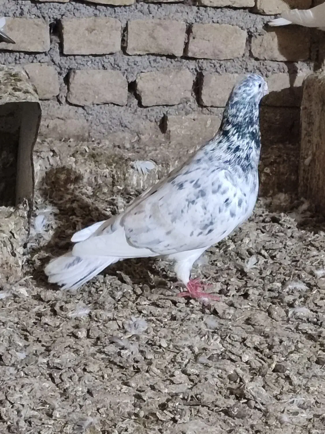 کبوتر گمشده|حیوانات|سبزوار, غرب نیروگاه|دیوار