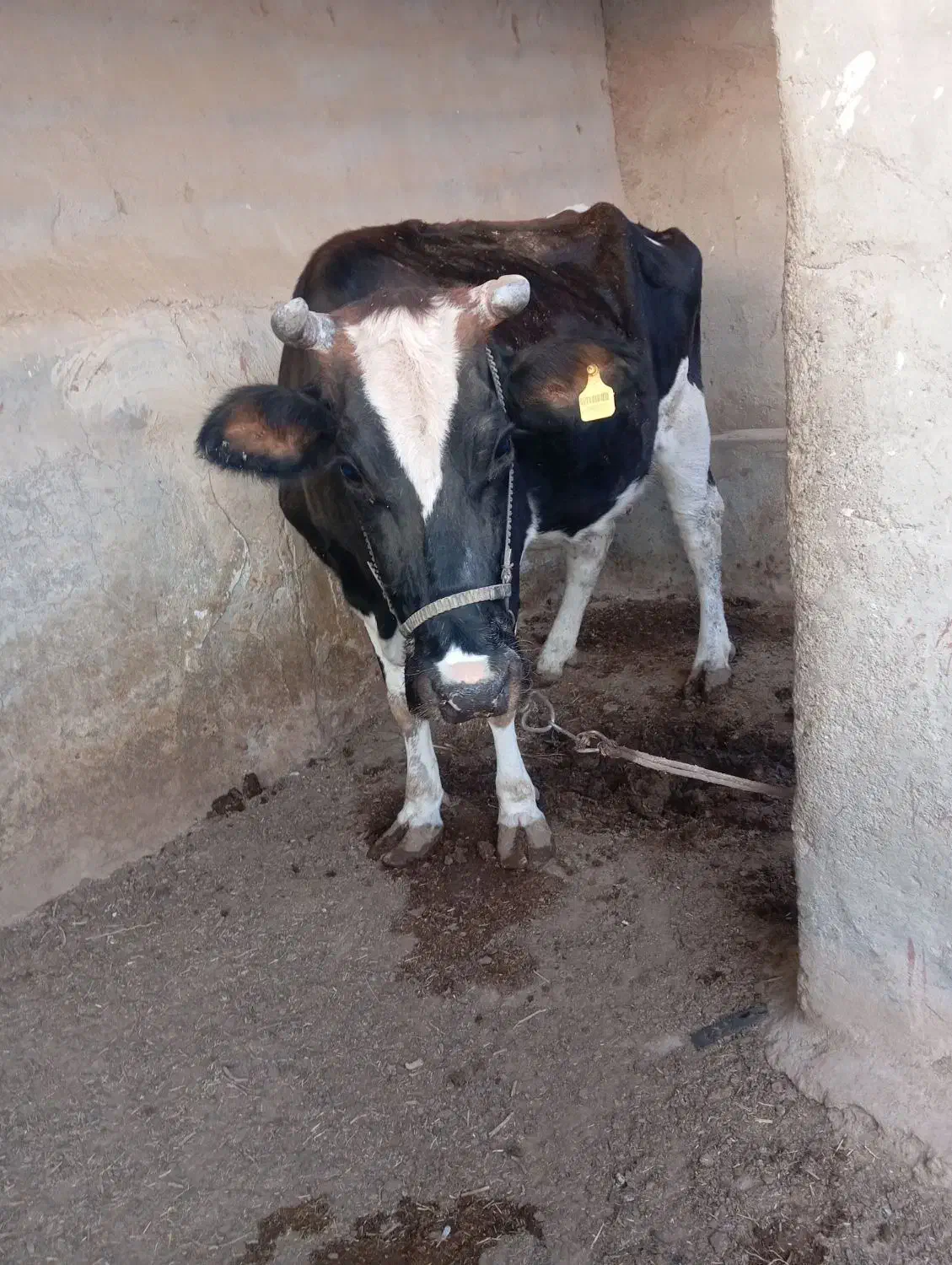 گاو ماده خارجی|حیوانات مزرعه|هیرمند, |دیوار