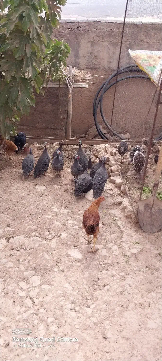 فروش مرغ شاخدار|حیوانات مزرعه|گوآور, |دیوار