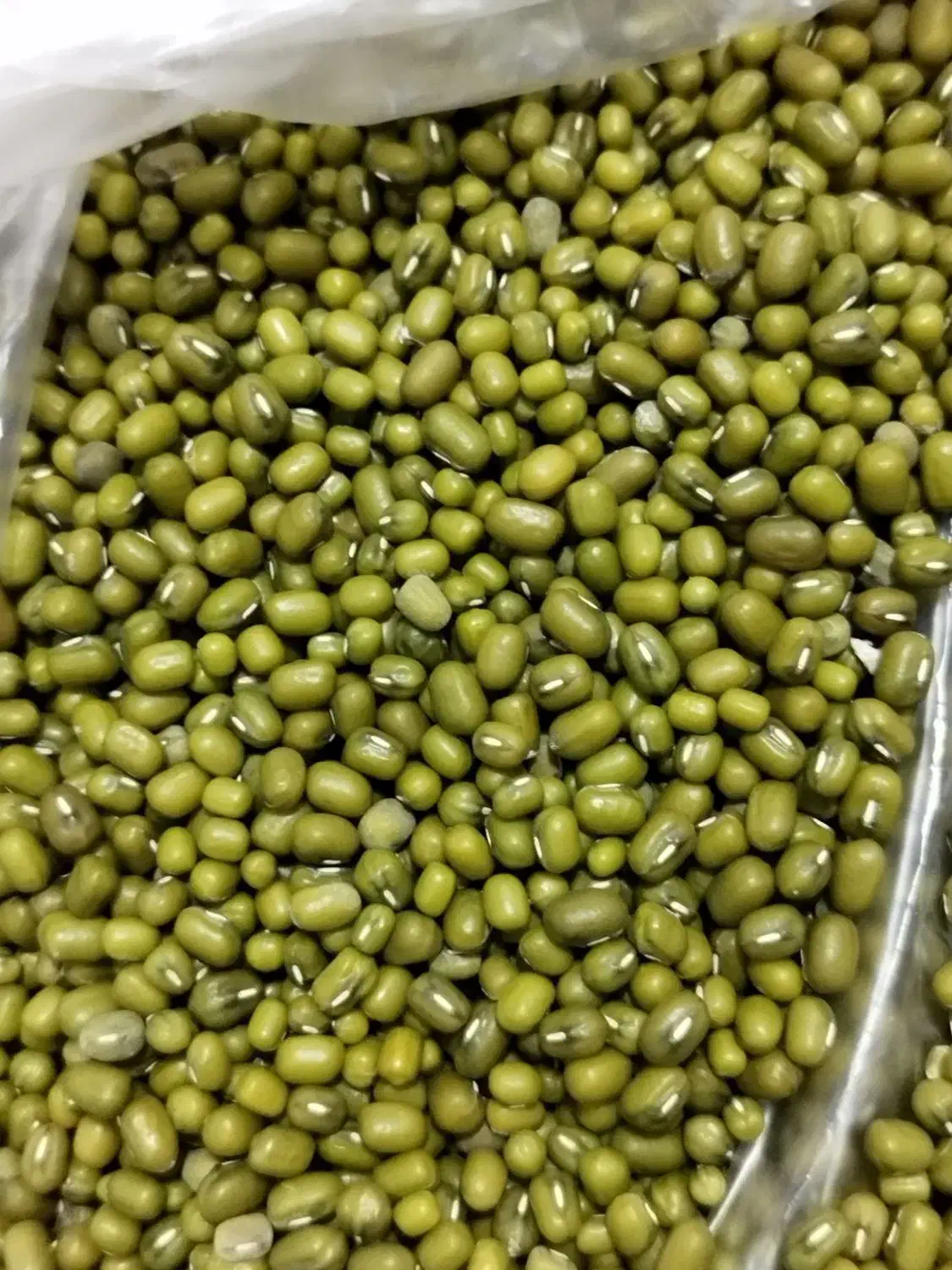 نخود و ماش|خوردنی و آشامیدنی|جلین, |دیوار