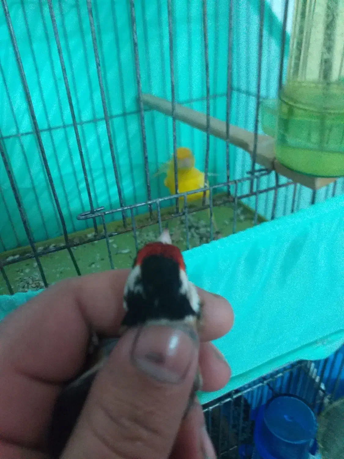 سهره|پرنده|دامغان, |دیوار