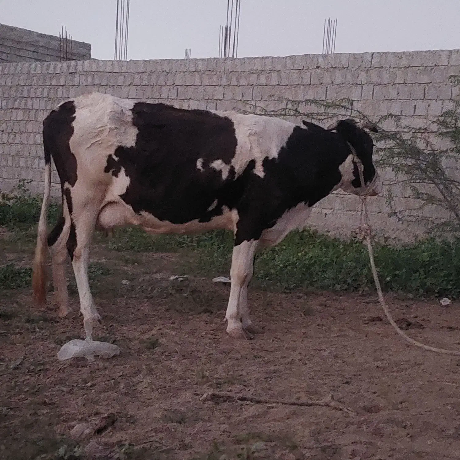 گاو شیری|حیوانات مزرعه|قشم, |دیوار