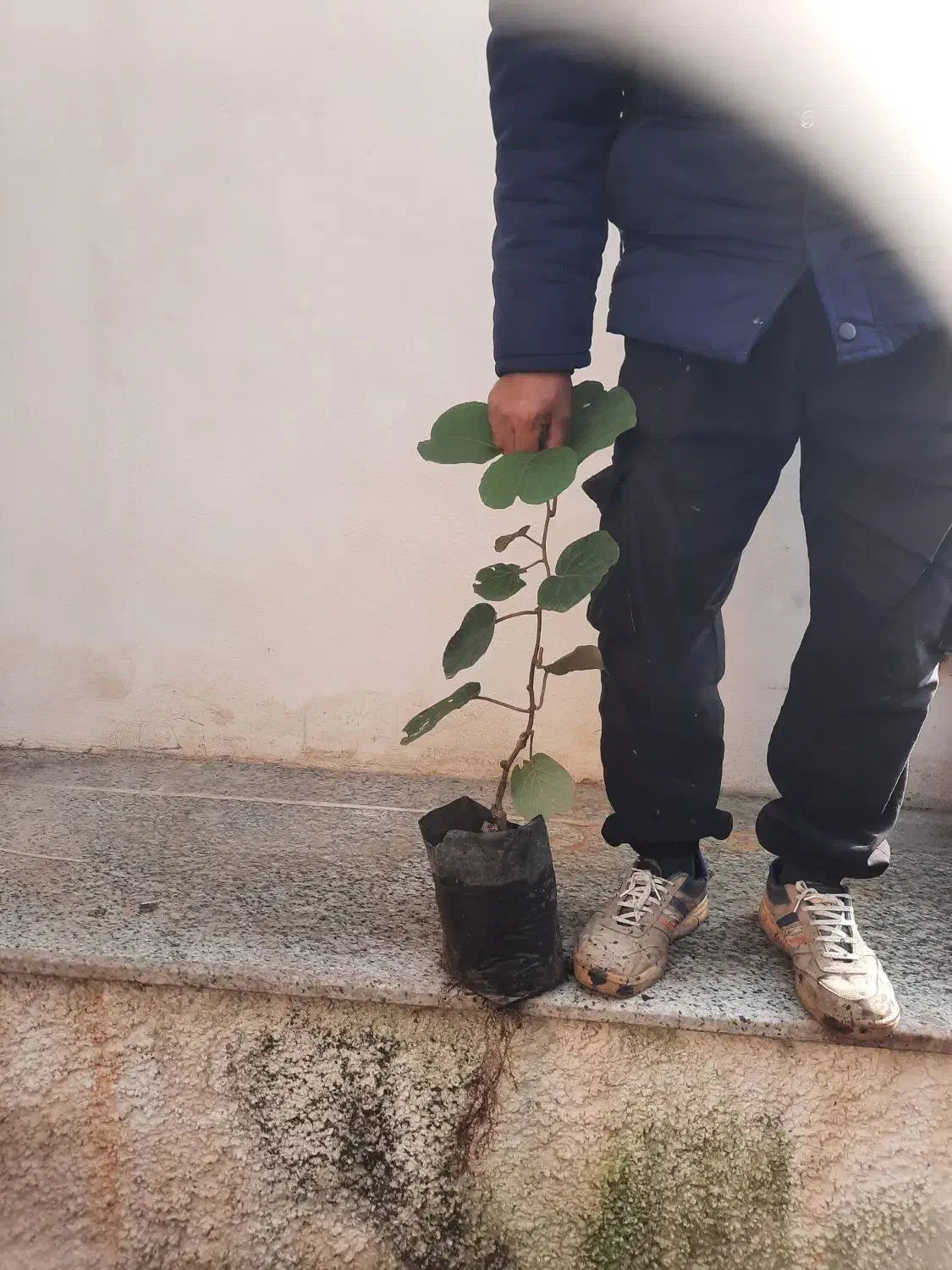 فروش نهال کیوی هایواردپیوندی و توسرخ|خدمات باغبانی و درختکاری|سلمانشهر, |دیوار