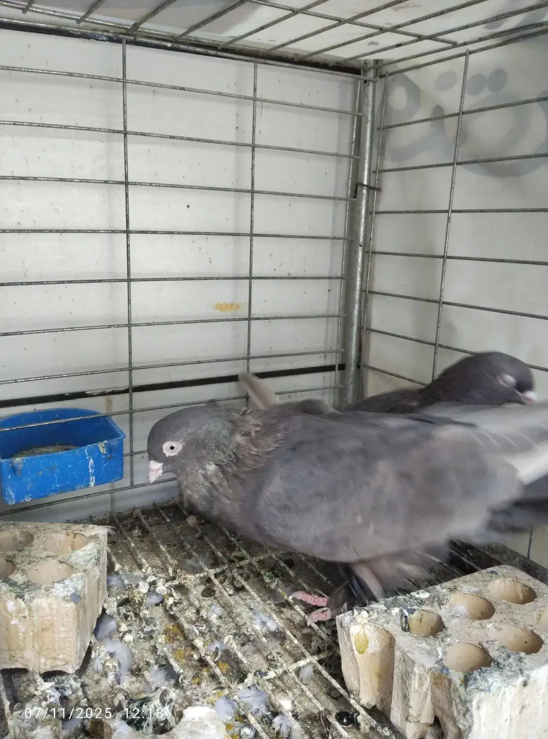 قهوه ای ساده پاپر درجه یک|پرنده|بهبهان, |دیوار