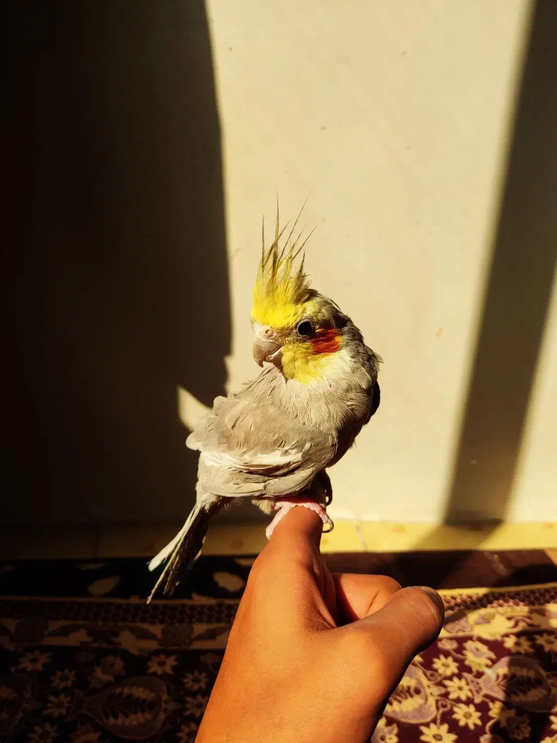 ۳ عدد عروس هلندی|پرنده|نسیم‌شهر, |دیوار