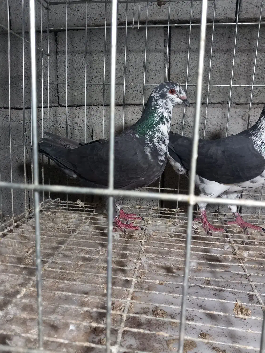 جفت نرماده کشکشی سیاه|پرنده|وحدتیه, |دیوار