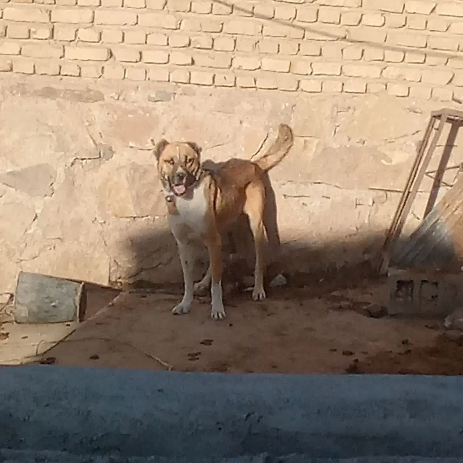 سگ قوچان|سگ|قوچان, |دیوار