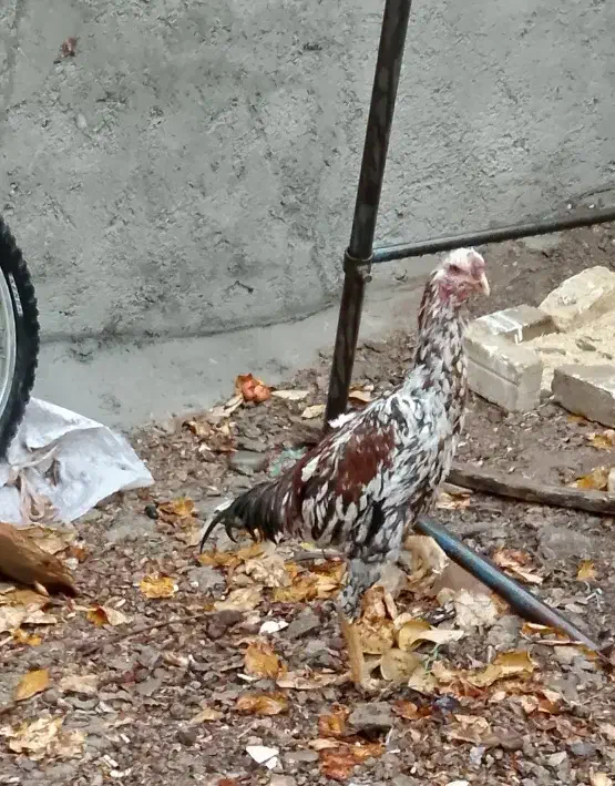 خروسلاری|حیوانات مزرعه|صائین قلعه, |دیوار