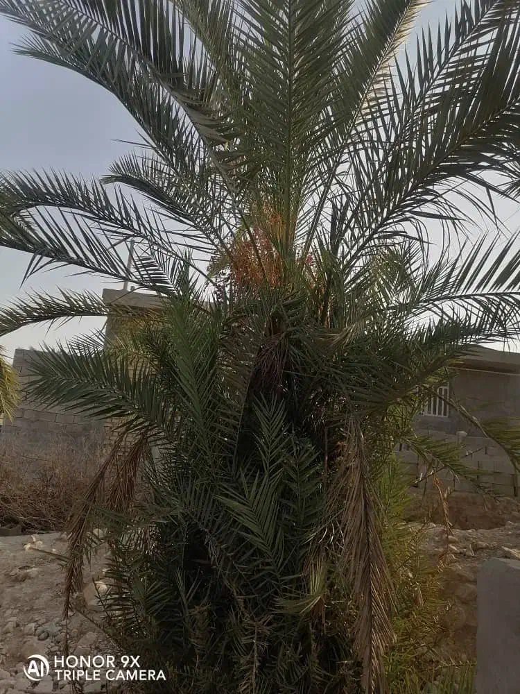 خدمات اره بنزینی و خرید چوب|خدمات باغبانی و درختکاری|بندر کنگان, |دیوار