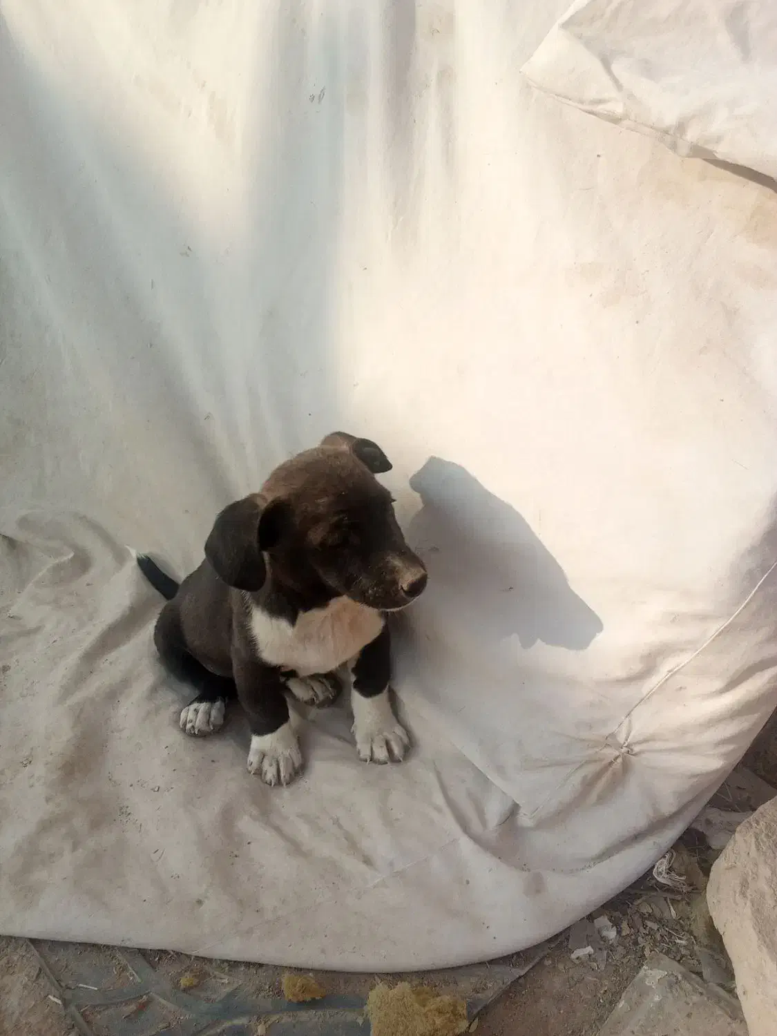 سگ.|سگ|قوچان, |دیوار