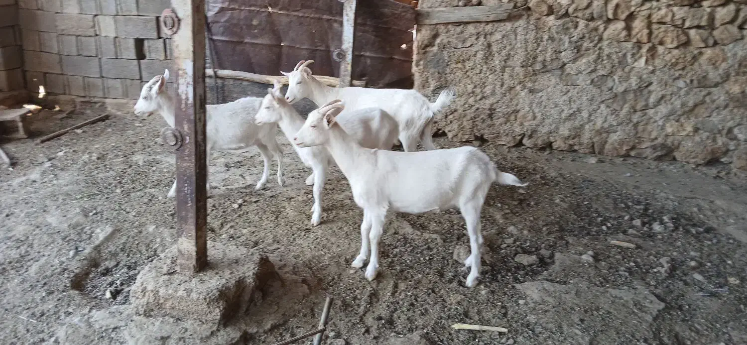 کهره سانن|حیوانات مزرعه|شیراز, داریون|دیوار