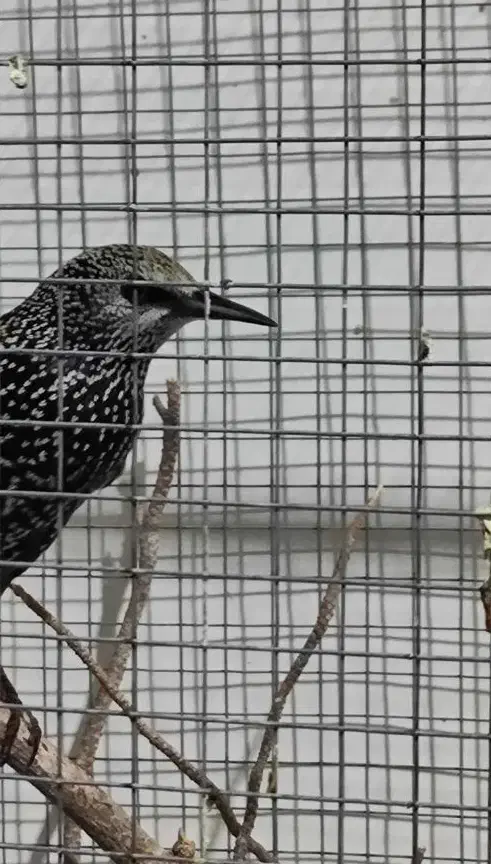 مینا س|پرنده|زاهدان, |دیوار