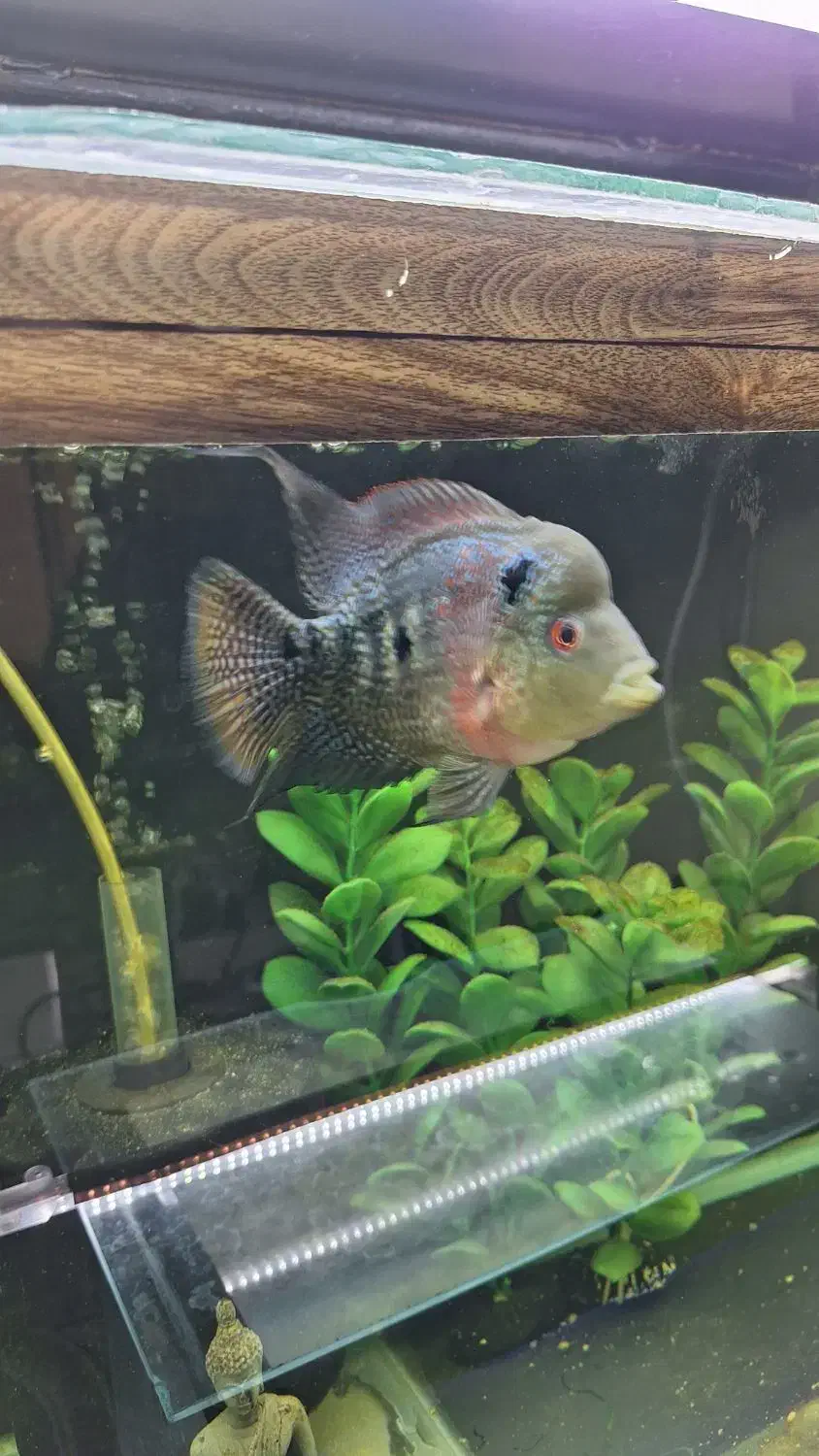 فلاور|ماهی|نیشابور, شریعتی|دیوار