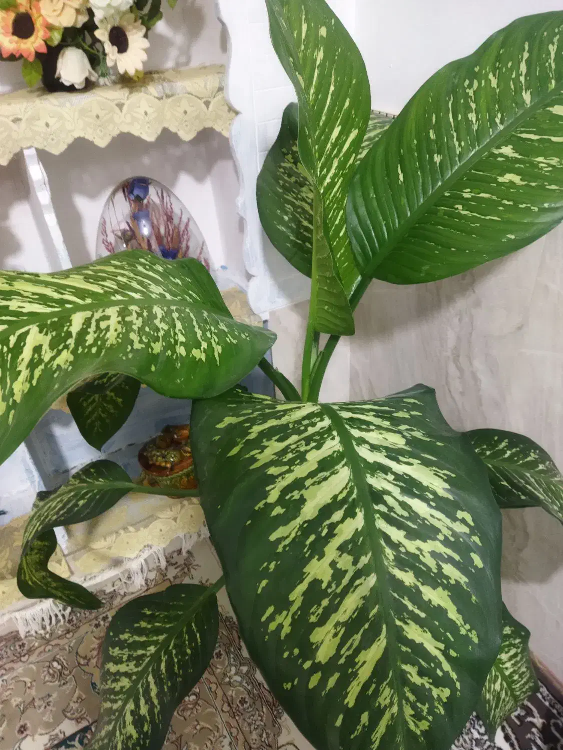 گل دیفن باخیا|گل و گیاه طبیعی|بجنورد, |دیوار