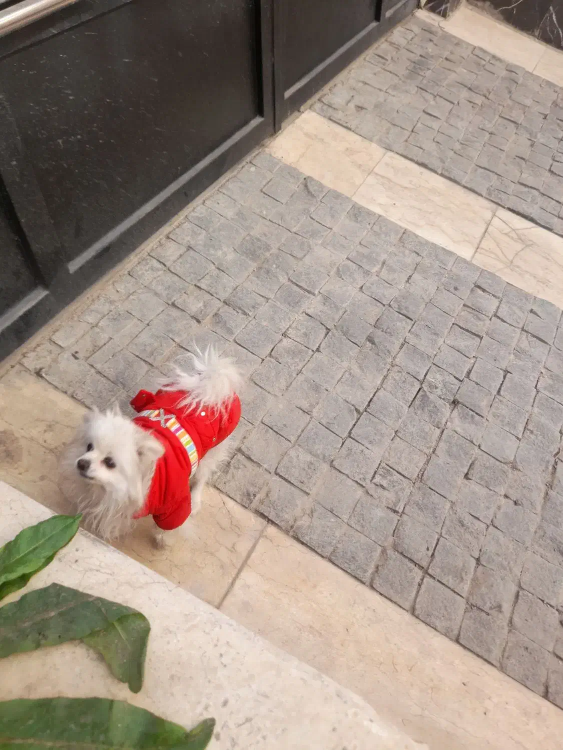 پامرین عروسکی ناز|سگ|تهران, سعادتآباد|دیوار