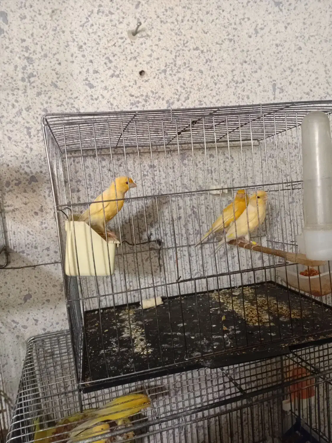 سه عدد قناری|پرنده|تهران, سازمان برنامه جنوبی|دیوار