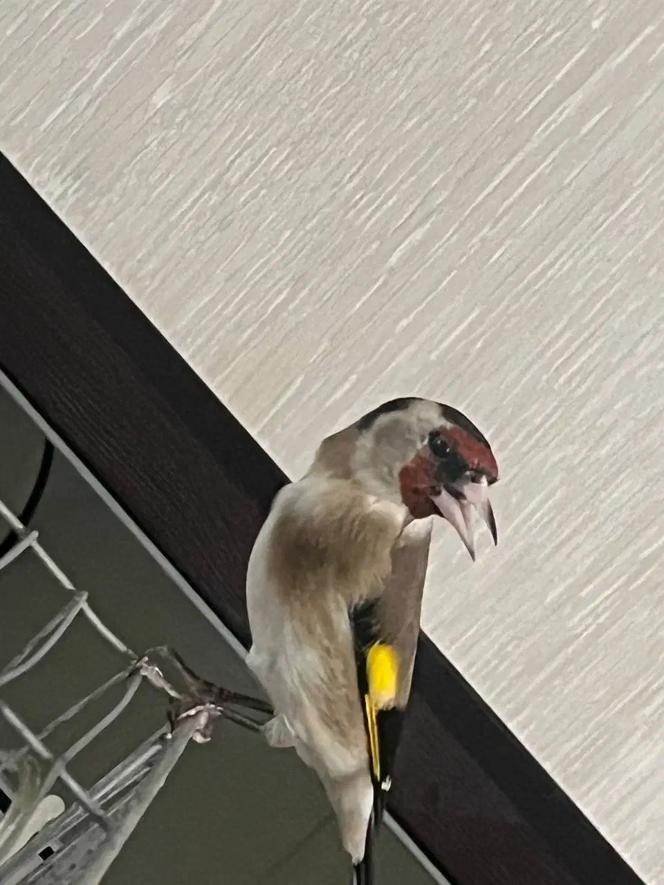 سهره|پرنده|پاکدشت, پاکدشت (مامازند)|دیوار