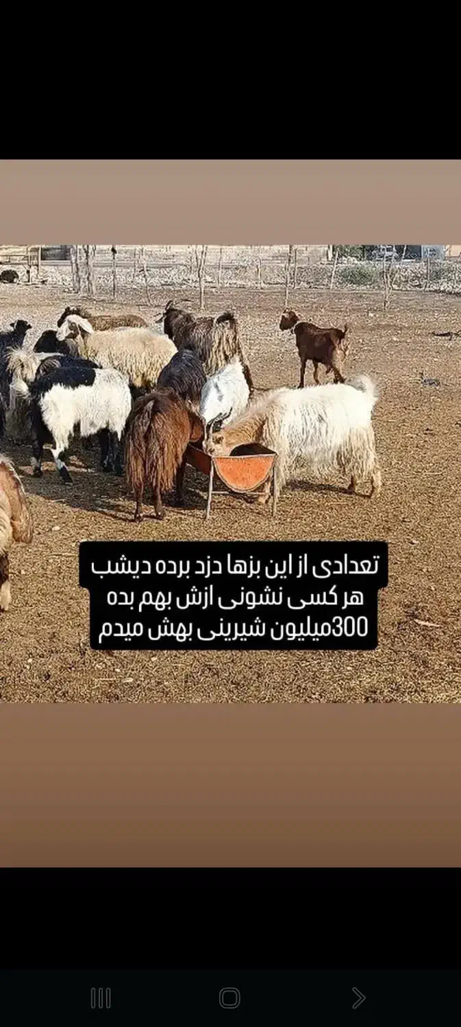 گوسفند گمشده|حیوانات|اندیمشک, |دیوار