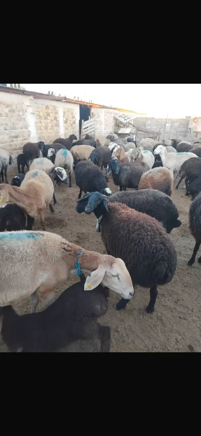 میش وبره|حیوانات مزرعه|قزوین, |دیوار