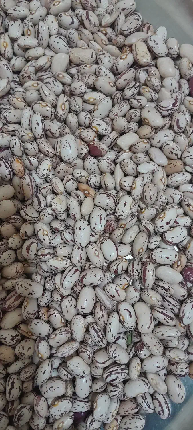 لوبیا چیتی|خوردنی و آشامیدنی|نوبران, |دیوار