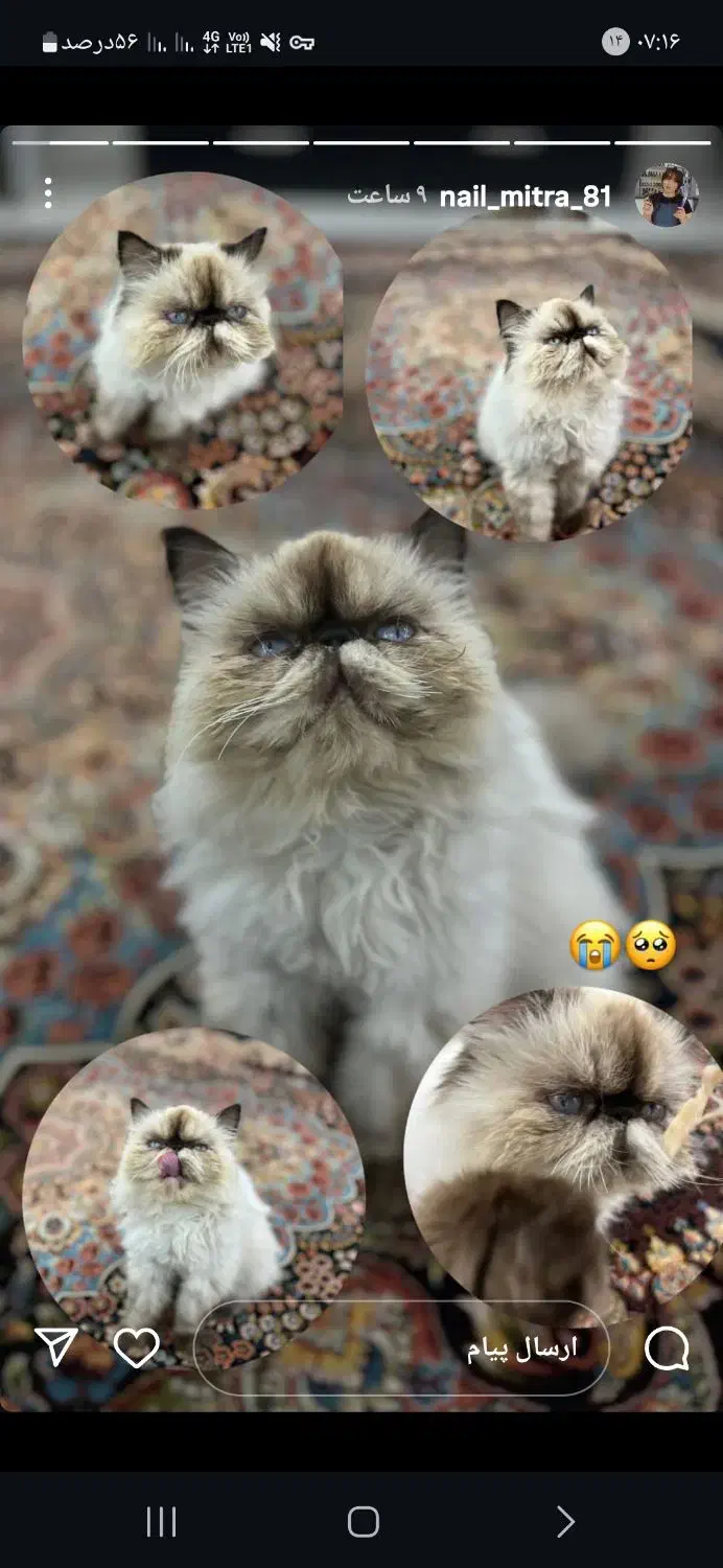 گربه زینتی|گربه|میانه, |دیوار