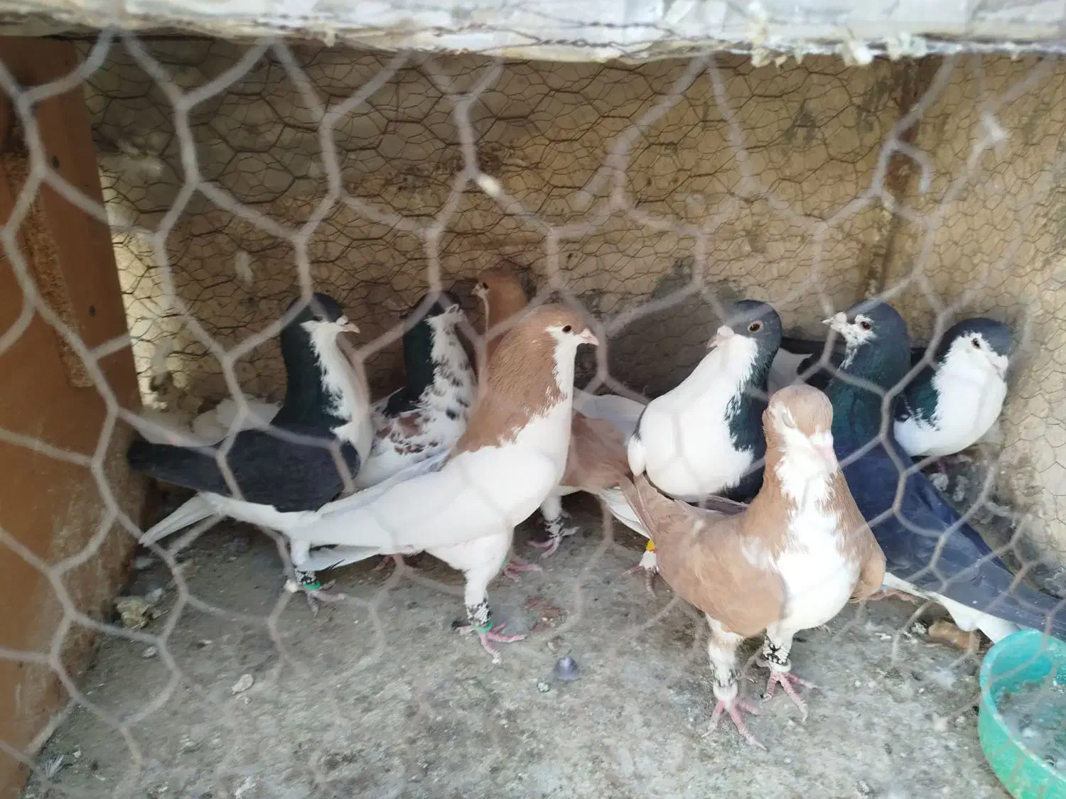 شهری،یال،چپ،راست|پرنده|شیراز, شریف‌آباد|دیوار