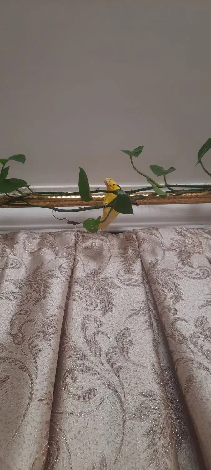 مرغ عشق ماده|پرنده|شاهرود, |دیوار