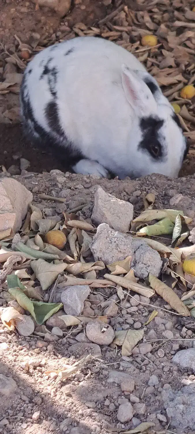 دو خرگوش|موش و خرگوش|لنده, |دیوار