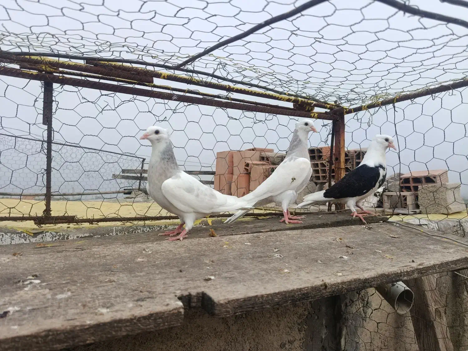 جوجه طوقی،دوبال|پرنده|دلند, |دیوار