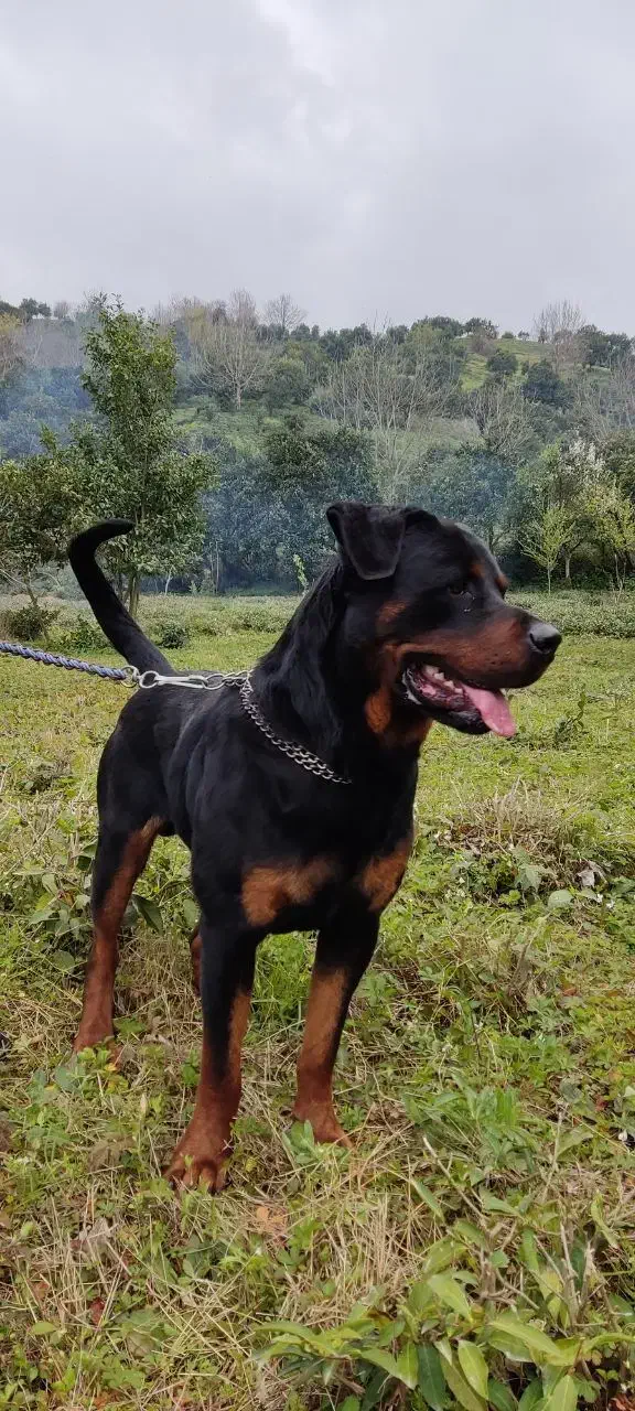 روتوایلر نر آماده ی جفت فروش نیست|سگ|کلاچای, |دیوار