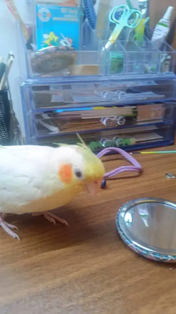 عروس هلندی گمشده|حیوانات|خرمشهر, |دیوار