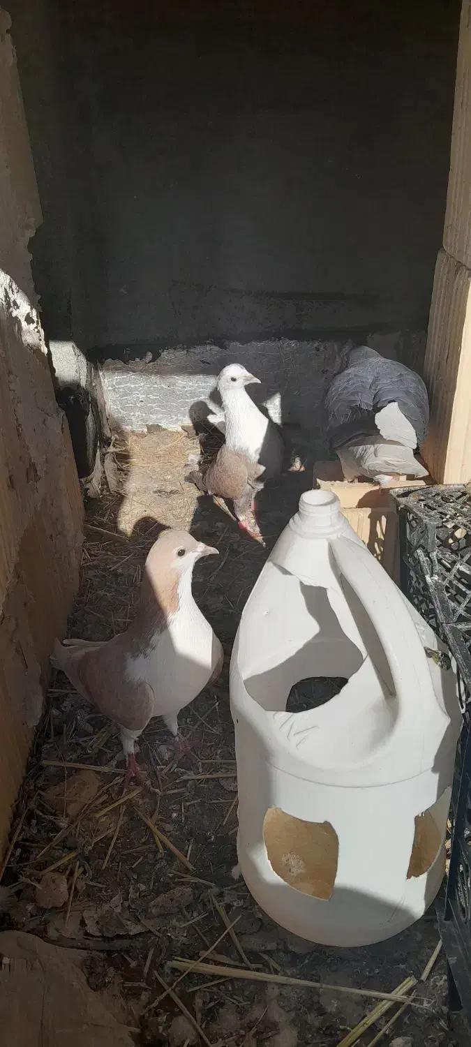 3تا کفتر|پرنده|اسفراین, |دیوار