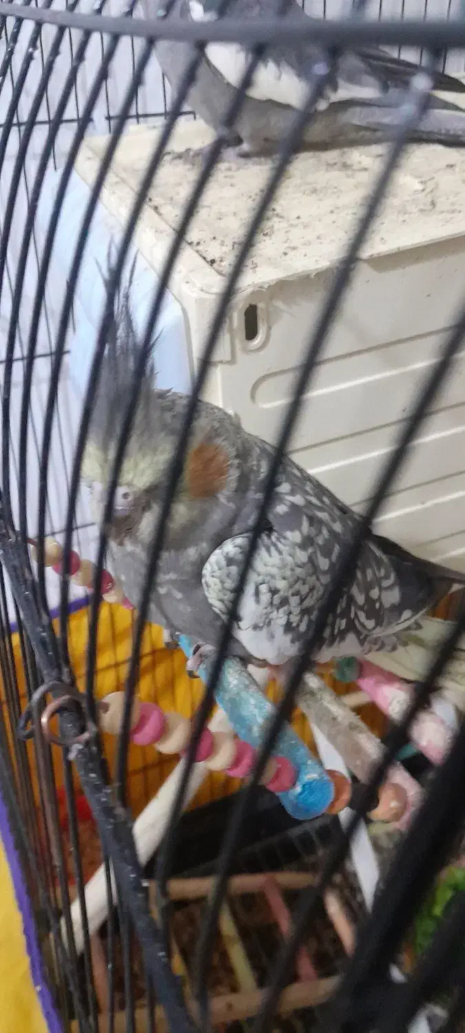 عروس هلندی ماده|پرنده|نهاوند, |دیوار