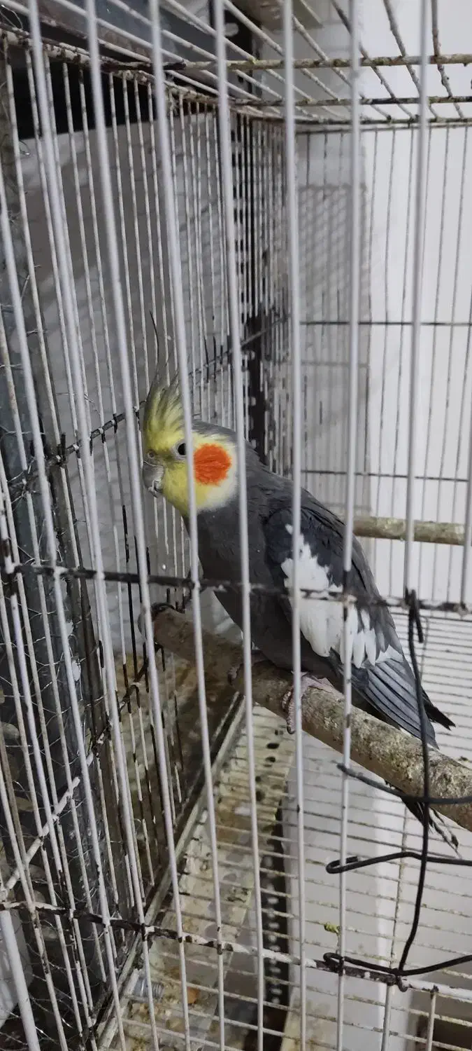 عروس هلندی جوجه بالغ جفت|پرنده|وحیدیه, |دیوار