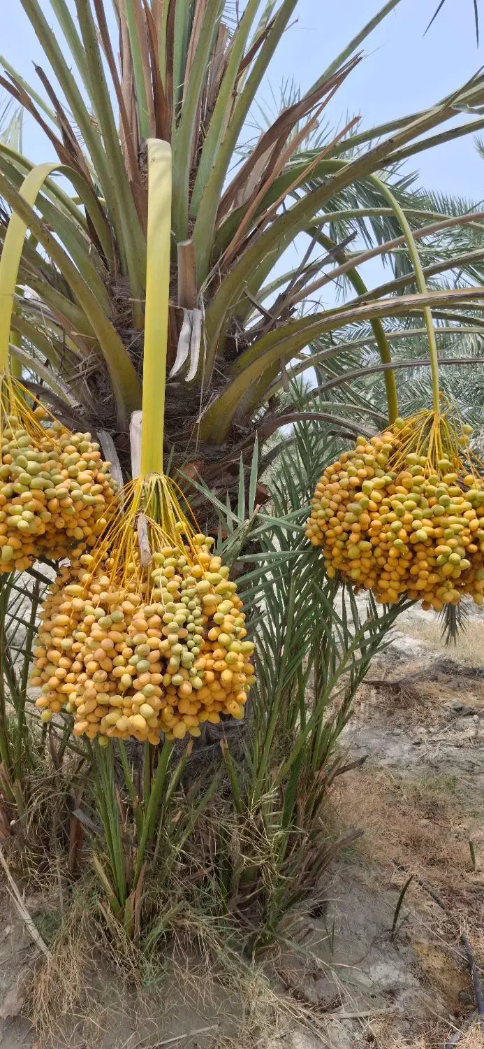 پاجوش نخل|گل و گیاه طبیعی|رودان, |دیوار