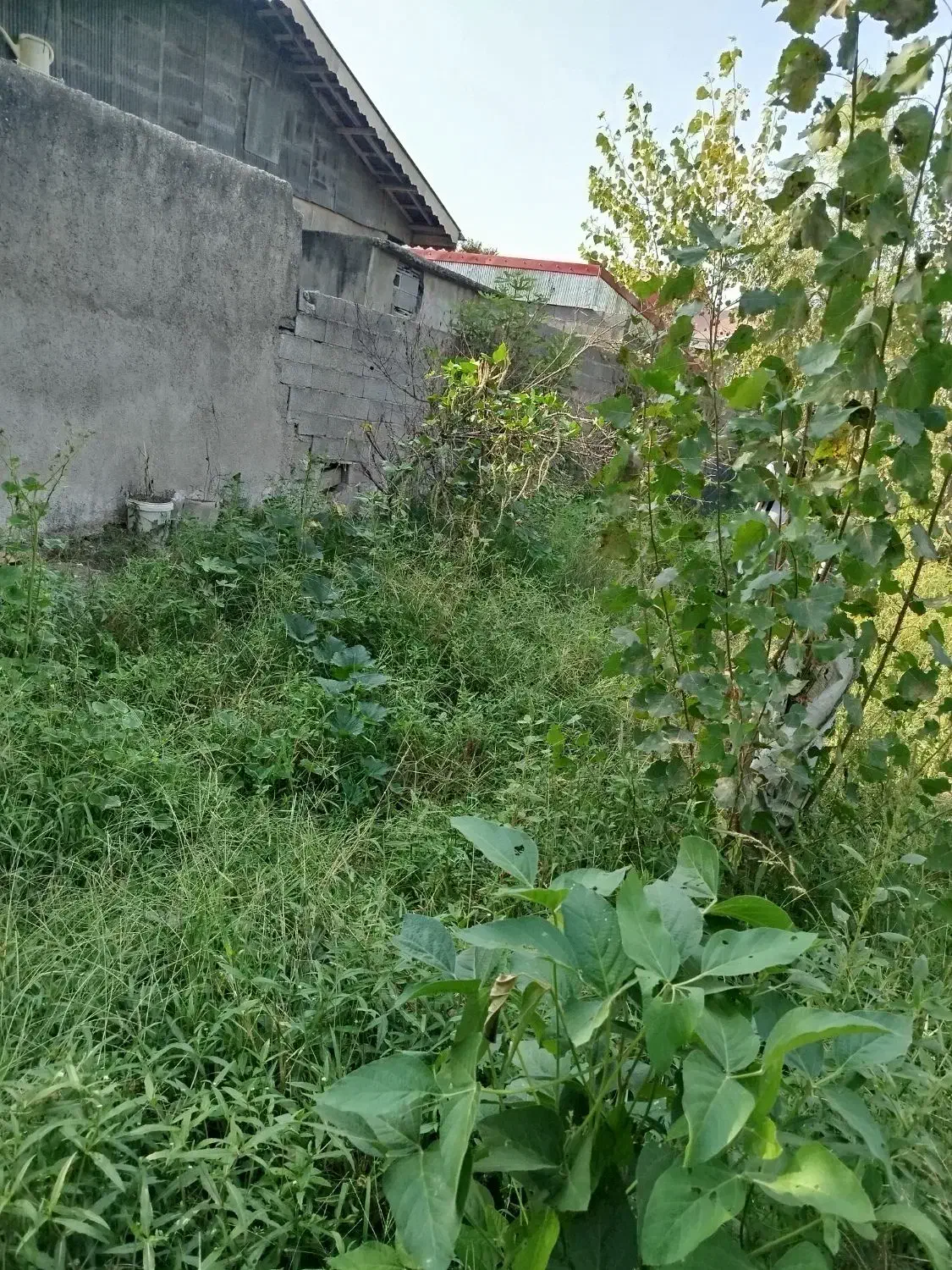 فروش زمین|فروش زمین و ملک کلنگی|رشت, سیا اسطلخ|دیوار