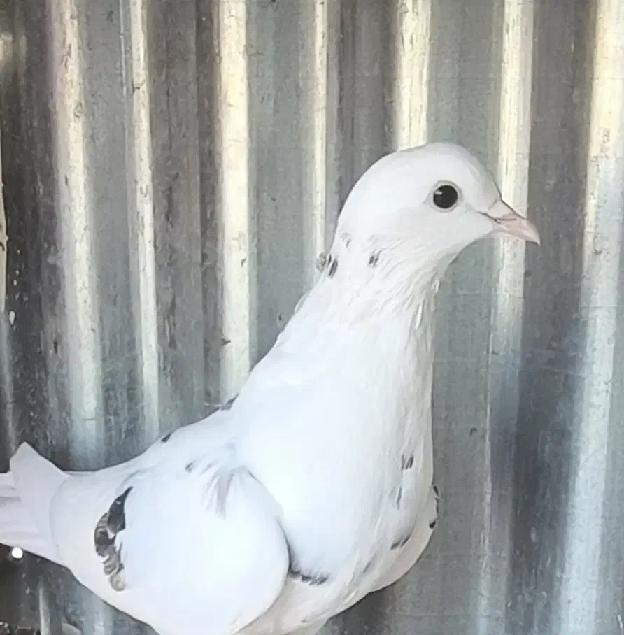 کفتر شکار شب عالی|پرنده|محلات, |دیوار