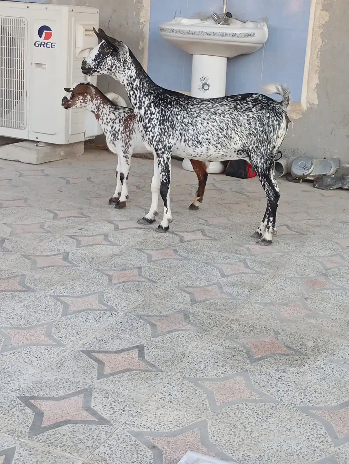 کهره نشی با بچه نر خوشرنگ تخمه جمولی|حیوانات مزرعه|قشم, |دیوار