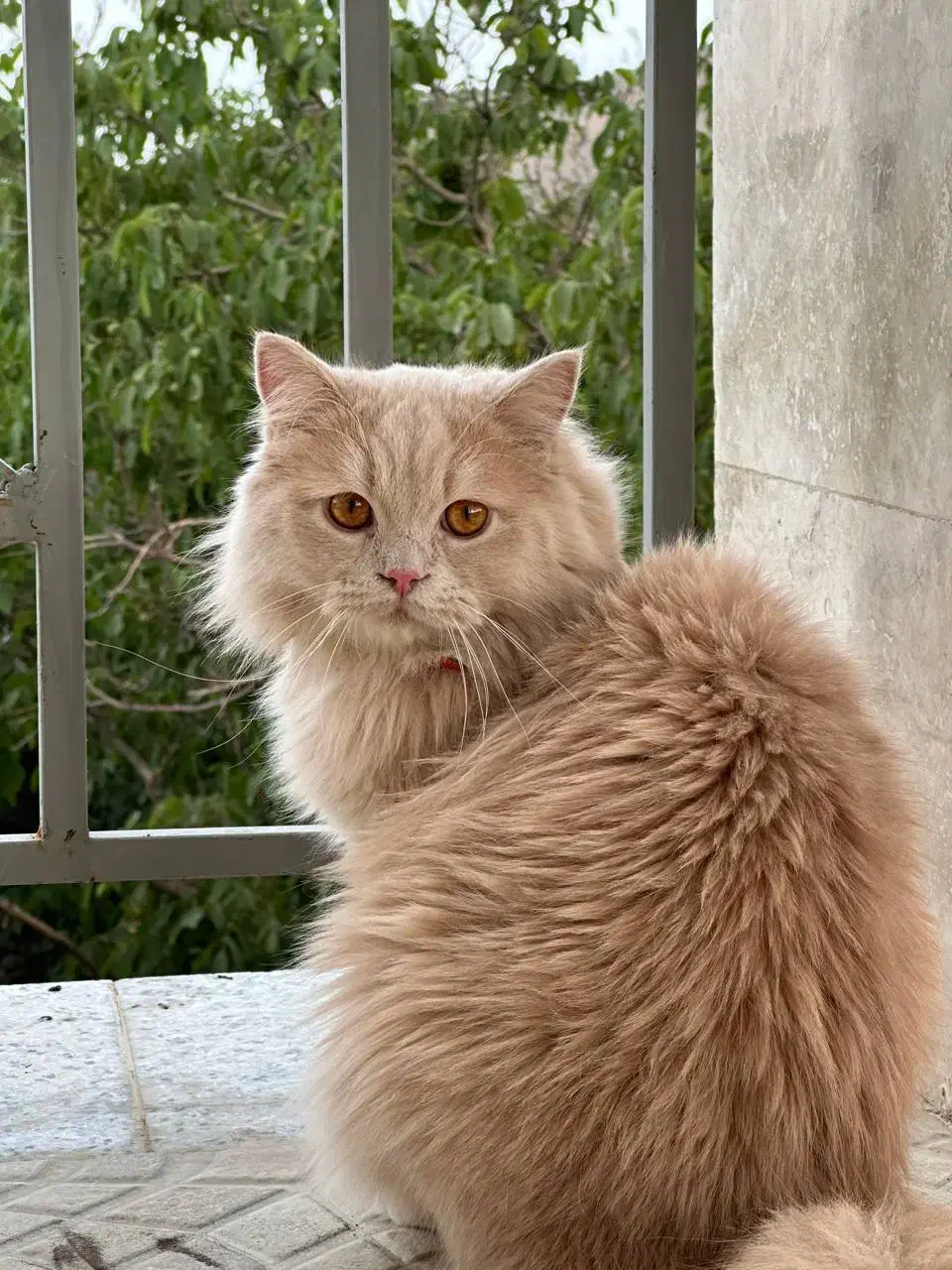 گربه ی  گمشده|گربه|همدان, |دیوار