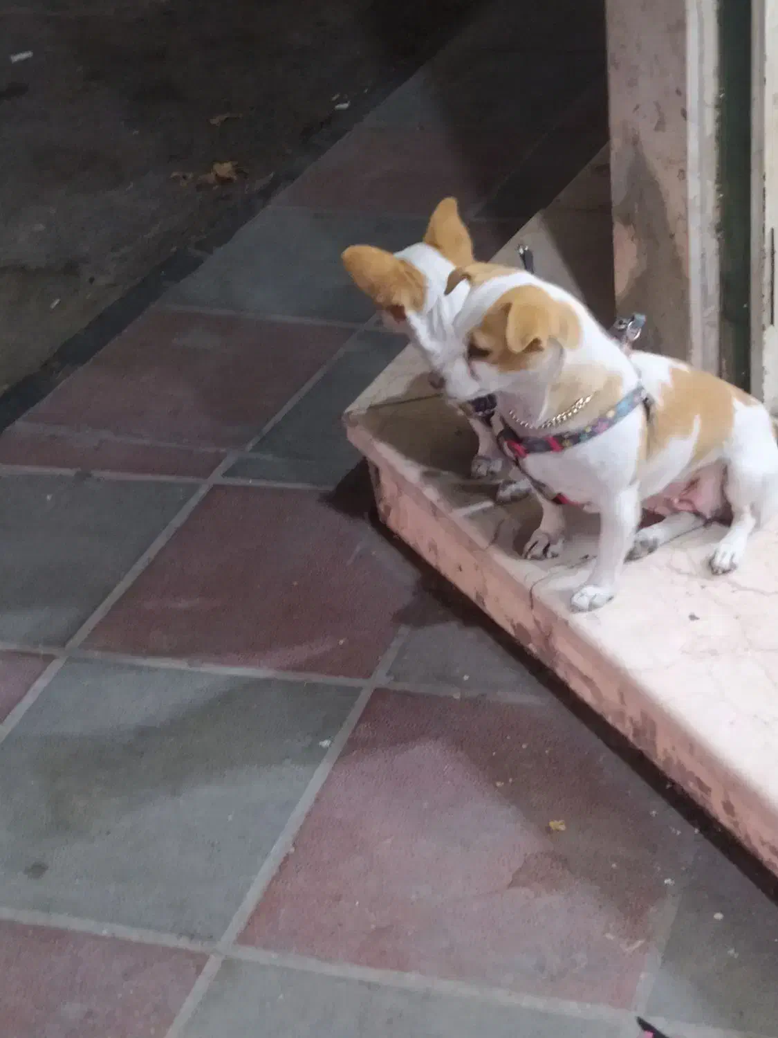 اشپیدز آلمانی خالص مادر و دختر|سگ|ورامین, ورامین|دیوار