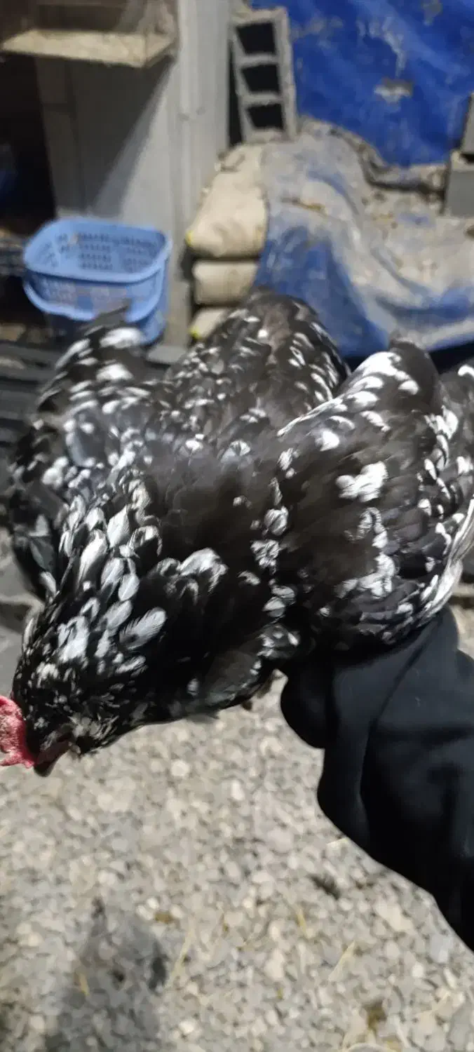 مرغ|حیوانات مزرعه|ساری, |دیوار