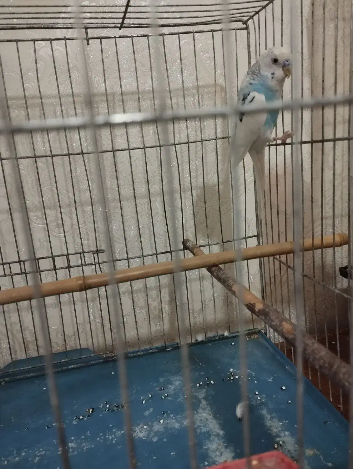 مرغ عشق نر|پرنده|چهاردانگه (تهران), |دیوار