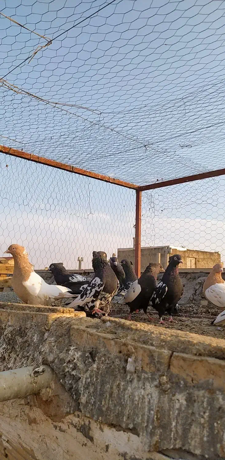 کبوتر سینه سیاه(سینه زرد)|پرنده|لنجان, |دیوار