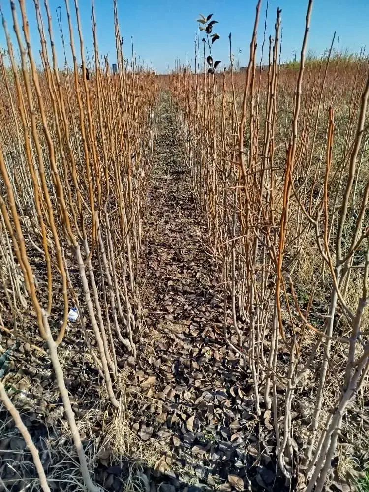 خریدنهال از تولید کننده|خدمات باغبانی و درختکاری|مشهد, یوسفیه (شهرک غرب)|دیوار