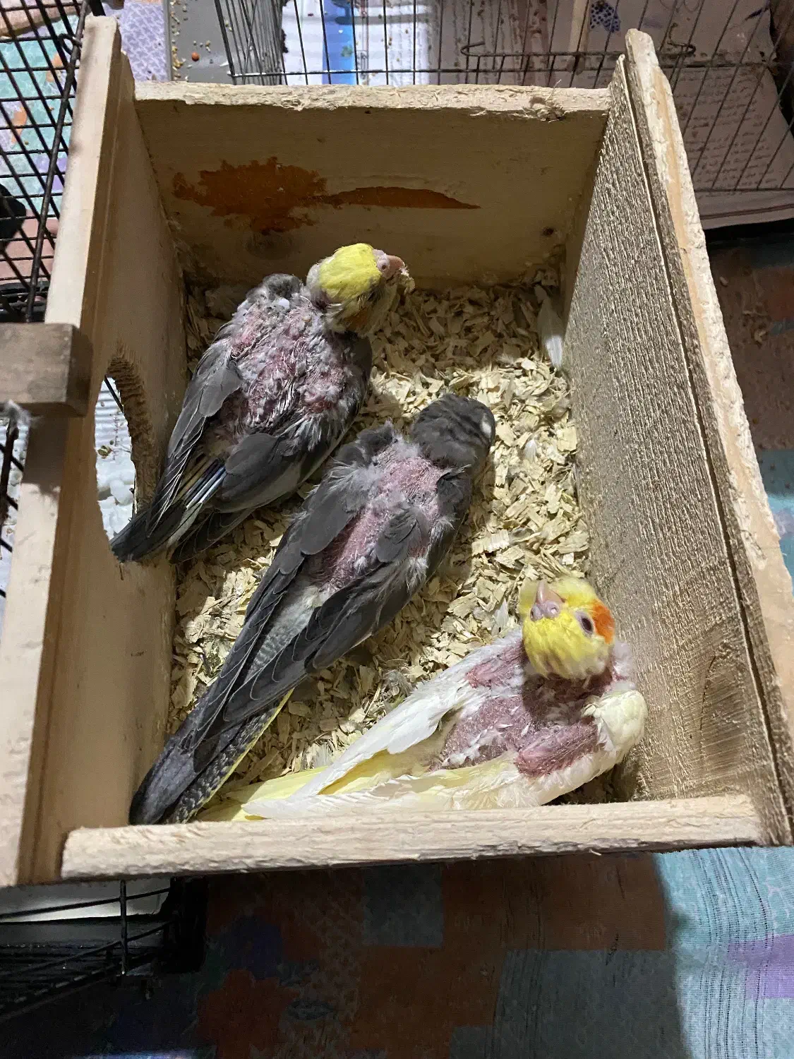 عروس هلندی|پرنده|رشت, کوی جام جم|دیوار